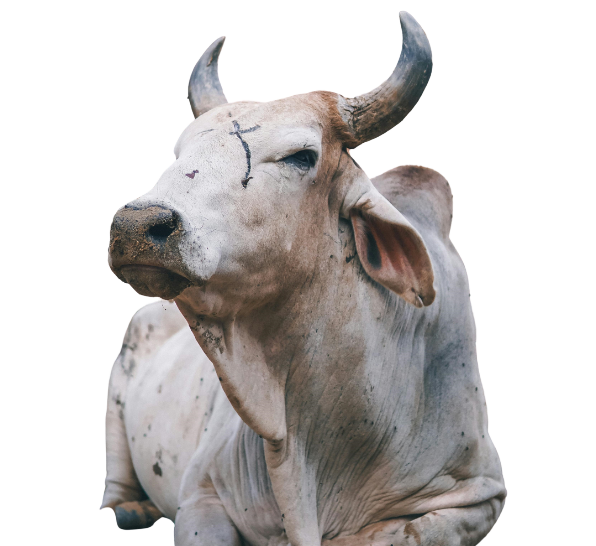 Rescuing Injured Stray Cattle