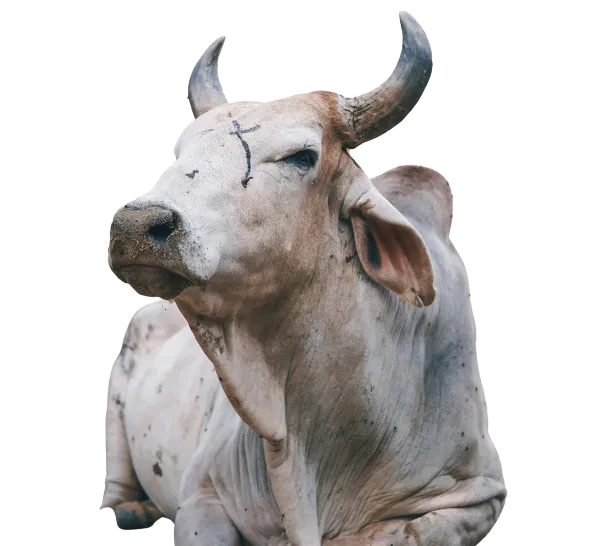 Rescuing Injured Stray Cattle