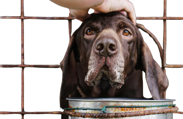 Feeding Stray Animals During a Crisis