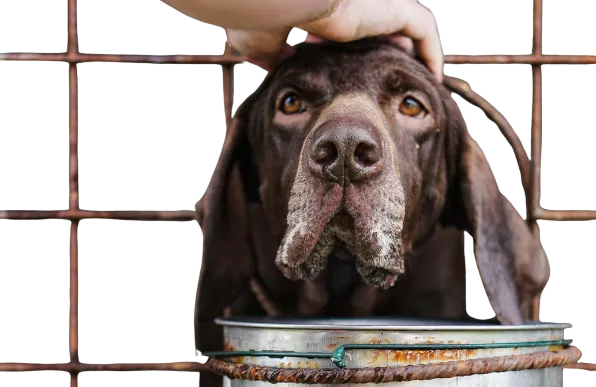 Feeding Stray Animals During a Crisis