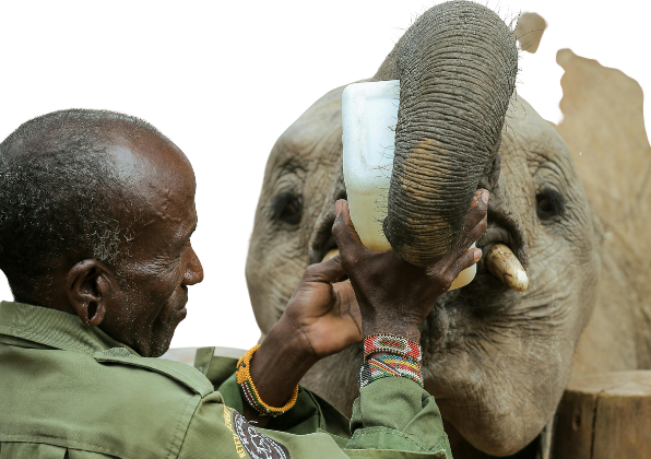 Rehabilitating Orphaned Elephants