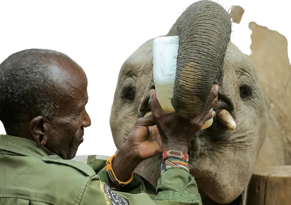 Rehabilitating Orphaned Elephants