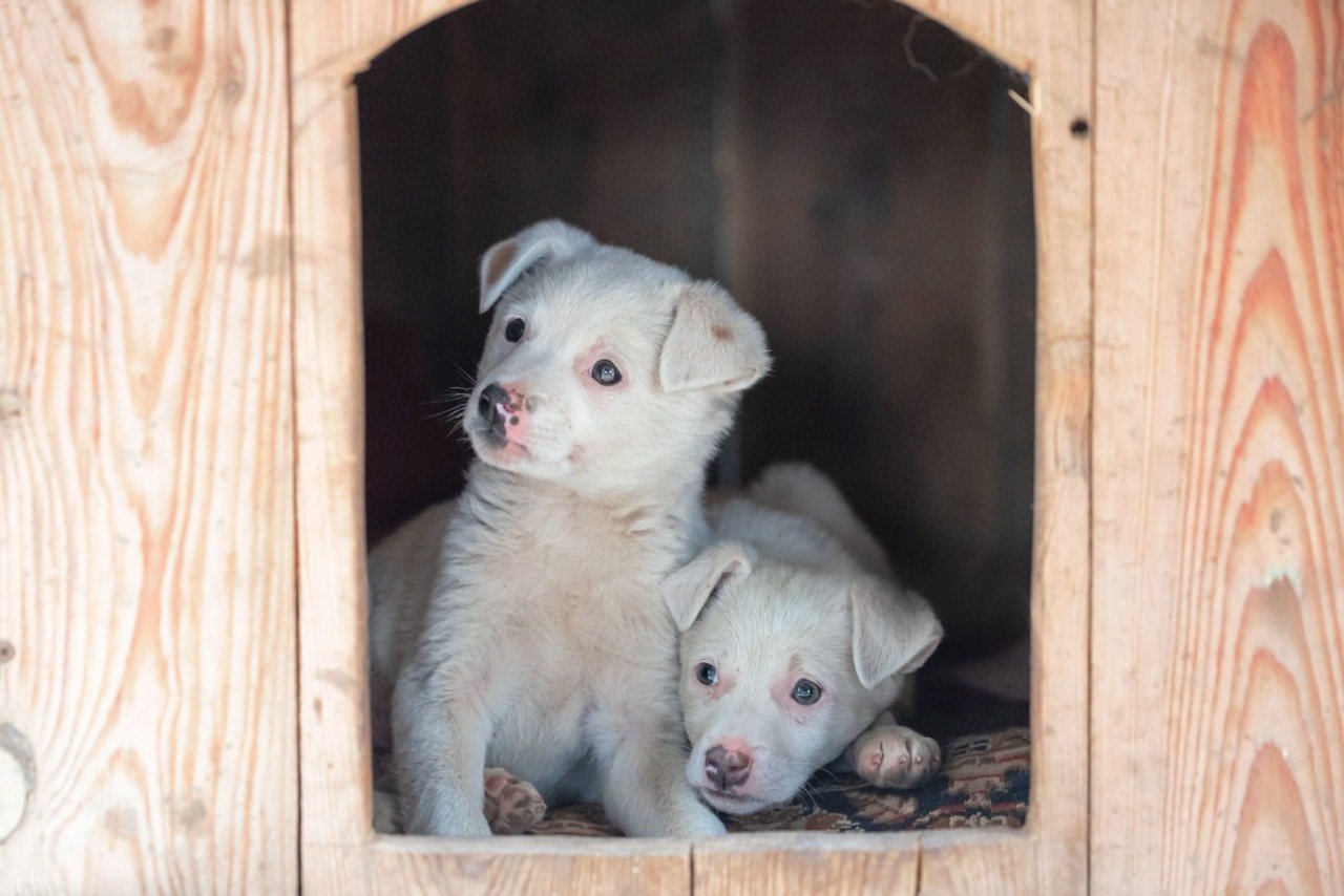 Paws for a Cause